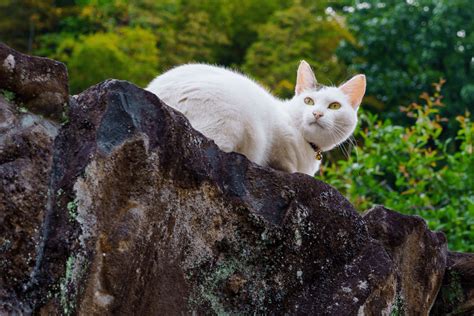 ドコモ 強制解約 いつ そして、なぜ猫は月を見上げるのか？