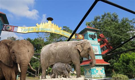 Taman Nasional Way Kambas: An Elephantine Adventure Awaiting You!