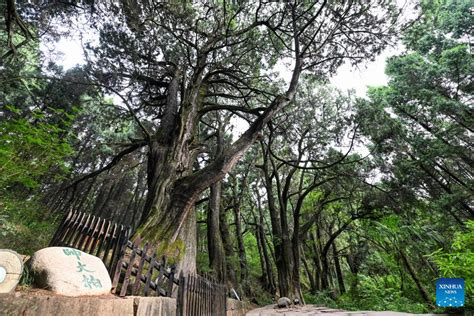 The Ancient Cypress Trees of Weifang: A Testament to Time and Tranquility!