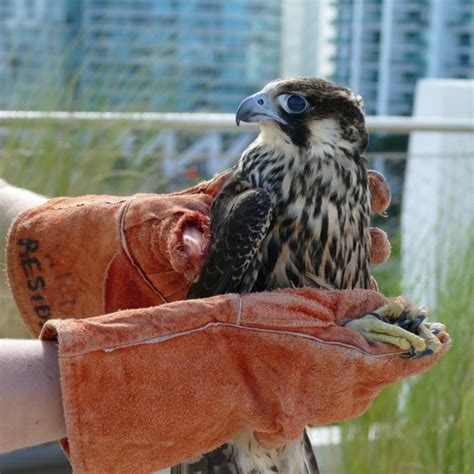 The Kalahari Raptor Rehabilitation Centre:  Witnessing Majestic Birds of Prey Take Flight Again!