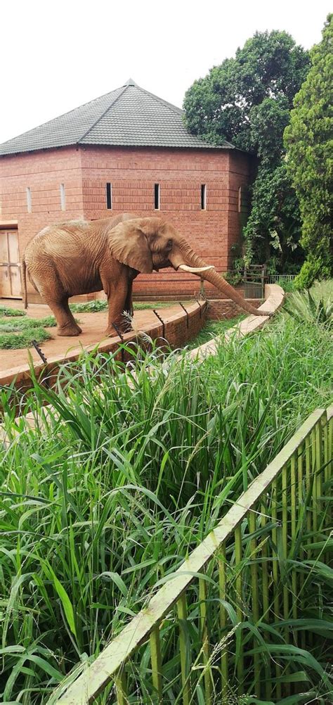 The National Zoological Gardens of South Africa: A Captivating Oasis for Animal Enthusiasts!