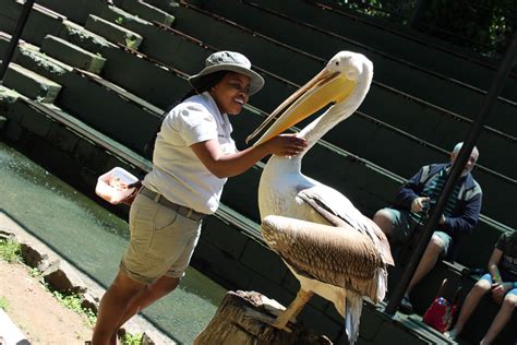 The Umgeni River Bird Park: A Tropical Oasis Teeming with Avian Wonders!